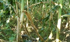 怎樣識別玉米紋枯病，用什么藥防治效果好