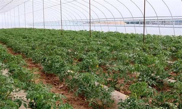 高度重視生長勢(shì)的調(diào)節(jié)