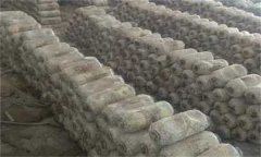 目前國(guó)內(nèi)平菇袋料栽培有哪些方法？