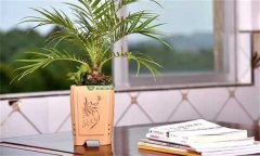 美麗針葵風水作用 如何栽培和養(yǎng)護美麗針葵？