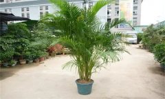 散尾葵的寓意與風水作用 如何栽培養(yǎng)護散尾葵？