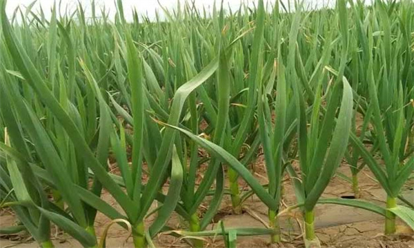 大蒜對(duì)光照的要求