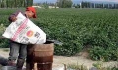 棉花應該怎樣施肥、如何整枝，如何防治病蟲害