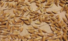 常規(guī)稻能自己留種嗎？它與無公害水稻有何不同