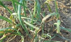 韭菜枯葉發(fā)生的原因是什么，怎么解決？