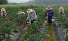 茄子如何高效施肥，給茄子施肥要注意什么？