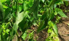 辣椒青枯病如何識(shí)別、如何防治？