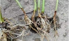 辣椒漚根是怎樣發(fā)生的？如何預(yù)防辣椒漚根？