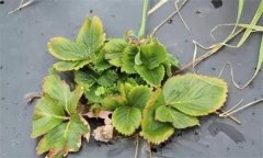 怎樣防治草莓病毒??？
