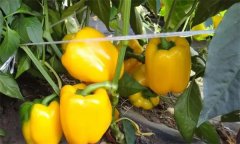 如何通過增光、降溫、配肥水促進大棚甜椒著色