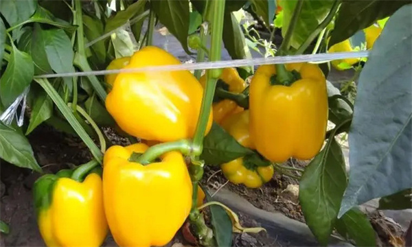 如何通過增光、降溫、配肥水促進(jìn)大棚甜椒著色
