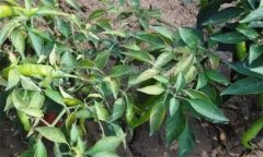 辣椒肥害主要有哪幾種？如何預(yù)防辣椒肥害？