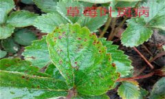 怎樣防治草莓葉斑?。ㄉ哐鄄。?？