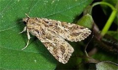 如何防治甘藍(lán)夜蛾，其發(fā)生規(guī)律是什么？