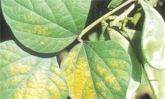 大豆花葉病毒病的發(fā)病原因、癥狀表現(xiàn)和防治方