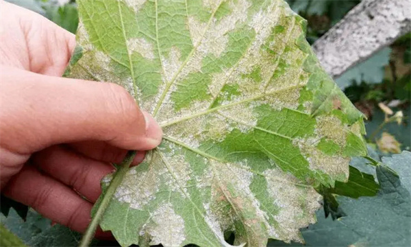 葡萄霜霉病