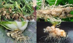 如何防治大白菜根腫病，其發(fā)生原因是什么？