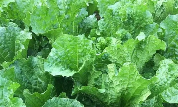 三伏天種大白菜