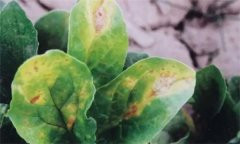 菠菜炭疽病的危害癥狀有哪些？如何防治？