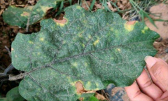 茄子細(xì)菌性褐斑病怎樣防治？用什么藥防治？