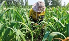 什么是間作與套種？大蒜玉米套種栽培技術(shù)簡(jiǎn)介