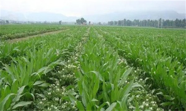 大蒜、玉米套種栽培技術(shù)要點