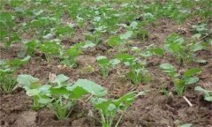 油菜壯苗的標(biāo)準(zhǔn)是什么 培育壯苗的措施有哪些？