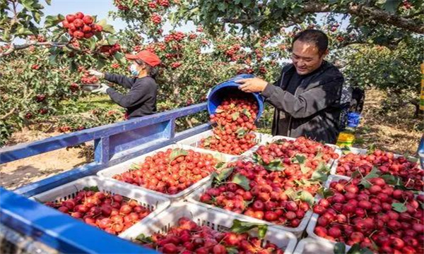 山楂的分級(jí)包裝