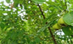 山楂缺鉀有什么癥狀，如何矯治？