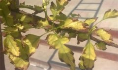 山楂缺鐵的癥狀、產生因素與補救措施