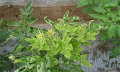 山楂缺鋅有哪些癥狀表現(xiàn)，如何補救？