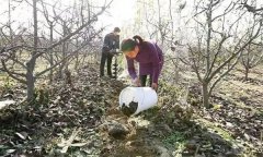 果樹配方施肥應(yīng)注意哪些問題？