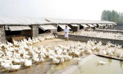 鴨場(chǎng)的衛(wèi)生消毒制度，這三項(xiàng)最重要！