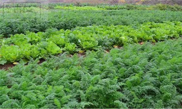 農(nóng)作物的間作、混作、套作