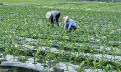 什么叫復(fù)種 復(fù)種的作用、類型、必要條件與方式