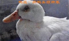 鴨瘟癥狀表現(xiàn)主要有哪些，鴨瘟如何預(yù)防與防控