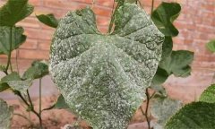 黃瓜白粉病是什么原因引起的，如何防治？