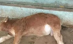 引起牛瘤胃臌氣的因素（原因）有哪些？