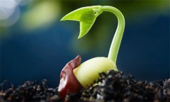 種子萌發(fā)需要哪三個(gè)外界要素條件？