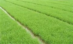 優(yōu)質(zhì)稻對(duì)播種和育秧的要求 其生長(zhǎng)發(fā)育有何特點(diǎn)