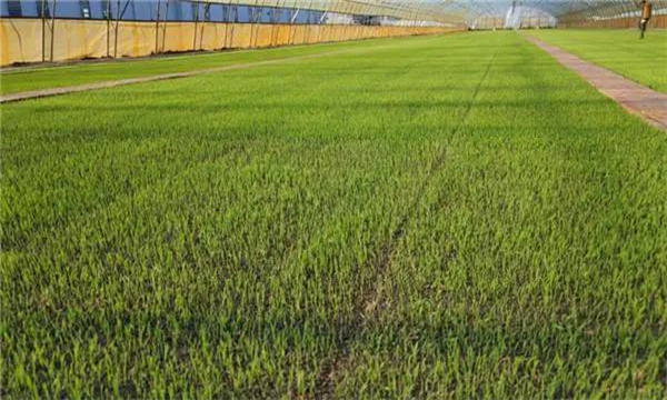 優(yōu)質(zhì)稻對播種和育秧的要求