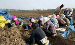 人參的采收、加工與貯藏方法簡介