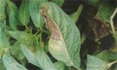 人參病蟲害有哪些種類，如何防治？