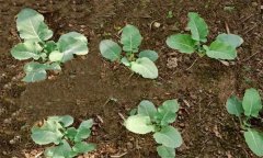 菜花高產(chǎn)如何施肥 菜花使用的肥料種類有哪些？