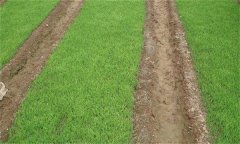 旱育秧、濕潤(rùn)育秧和塑盤(pán)育秧的水分和養(yǎng)分管理