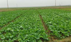 油菜春露地栽培技術(shù)要點(diǎn)是什么？