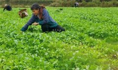 油菜采種方法有哪些？