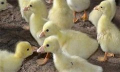 鴨痛風(fēng)怎么治療 有哪些癥狀 用什么藥治療？