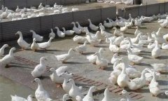 肉鴨腹水癥發(fā)病原因是什么，怎么治療？