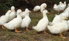 鴨磺胺類藥中毒有什么癥狀，有哪些防治措施？